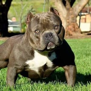 Meet your Posher, Rea